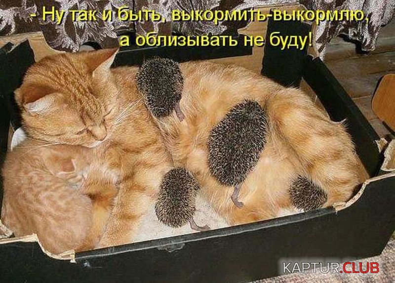 33d8ada28805e89c6618931c4c7.jpg | Рено Каптур Клуб Россия | Форум KAPTUR.SU