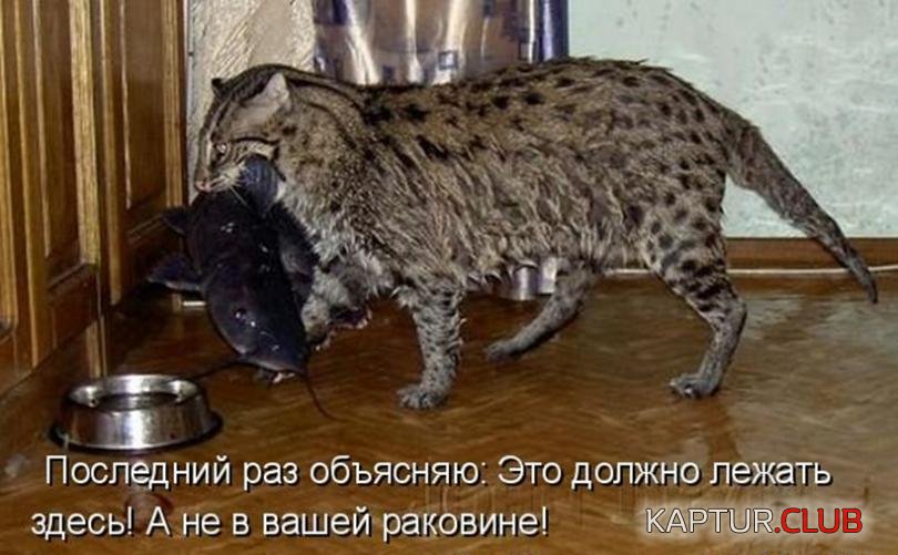 36194806338dd930ba5e61eaf4f_prev.jpg | Рено Каптур Клуб Россия | Форум KAPTUR.SU