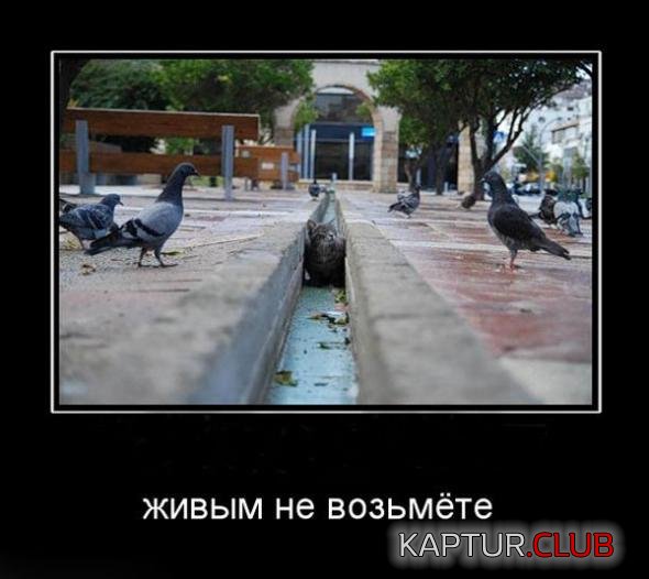 36f5c808bd4b3e15987d45369ab_prev.jpg | Рено Каптур Клуб Россия | Форум KAPTUR.SU
