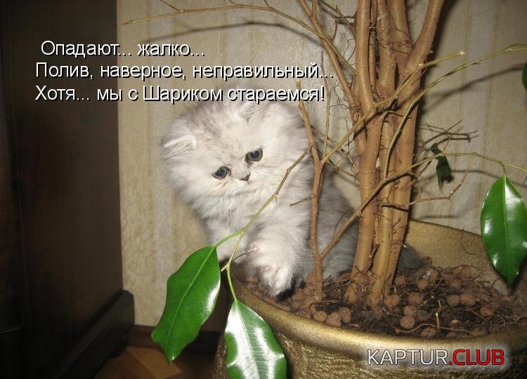 37c239e924037d5fcf2d5151fec.jpg | Рено Каптур Клуб Россия | Форум KAPTUR.SU