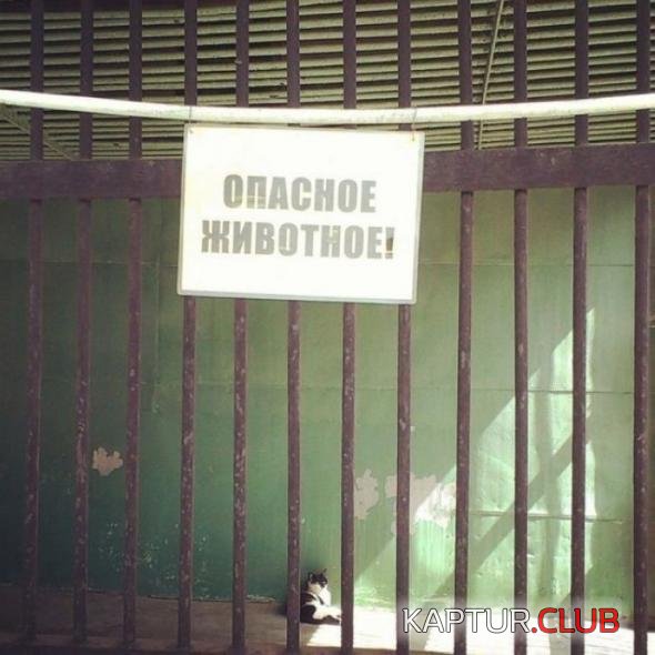 3829dc208505aa70429aae2956e_prev.jpg | Рено Каптур Клуб Россия | Форум KAPTUR.SU
