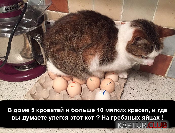 393a21e17c305ad0f068d86e0a5.jpg | Рено Каптур Клуб Россия | Форум KAPTUR.SU