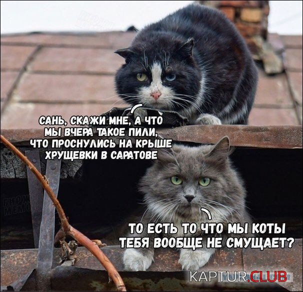 39983e2c7ce911012f64ee8d840.jpg | Рено Каптур Клуб Россия | Форум KAPTUR.SU