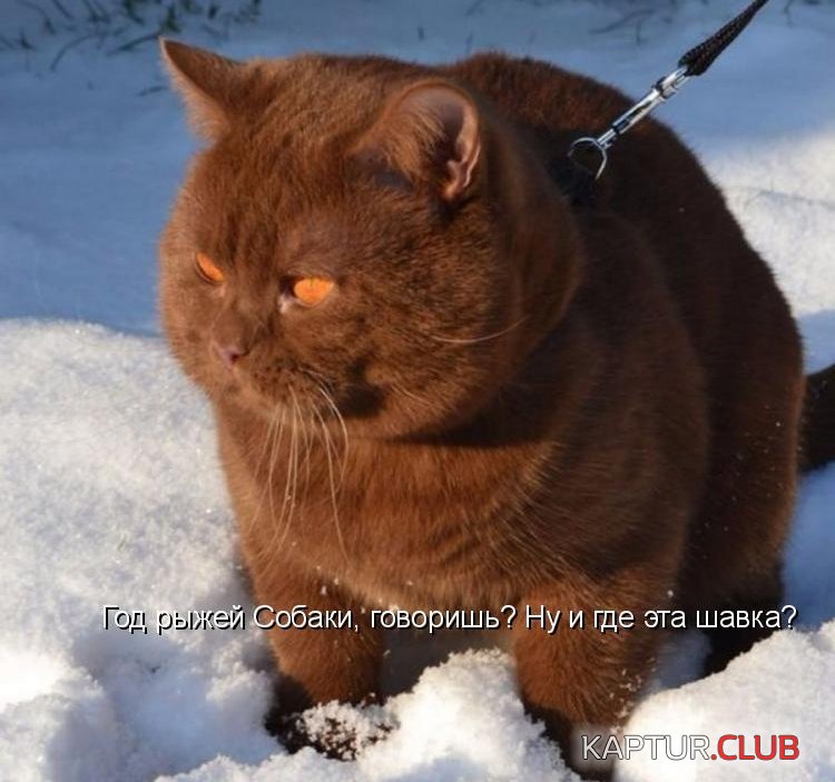 3a2060200ef0706ad75533581a9.jpg | Рено Каптур Клуб Россия | Форум KAPTUR.SU