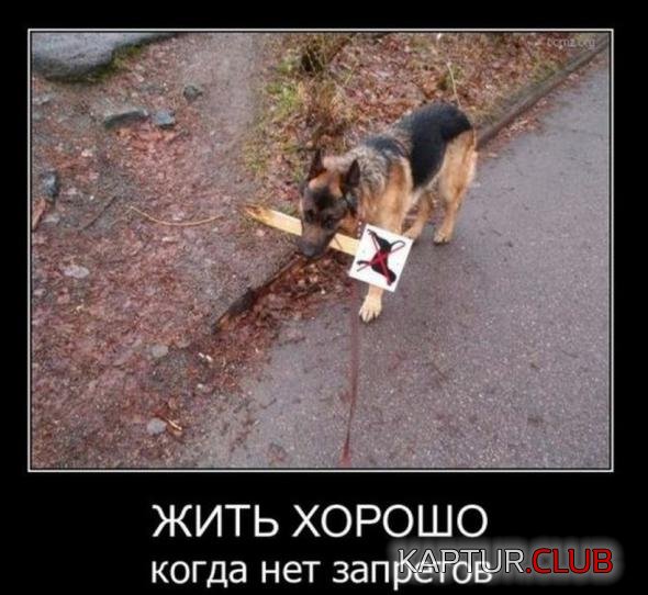3b4a357b7a1b770a3083cb455ae_prev.jpg | Рено Каптур Клуб Россия | Форум KAPTUR.SU