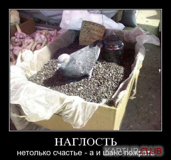 3c7d35e5ca49897983de9d161a4_prev.jpg | Рено Каптур Клуб Россия | Форум KAPTUR.SU