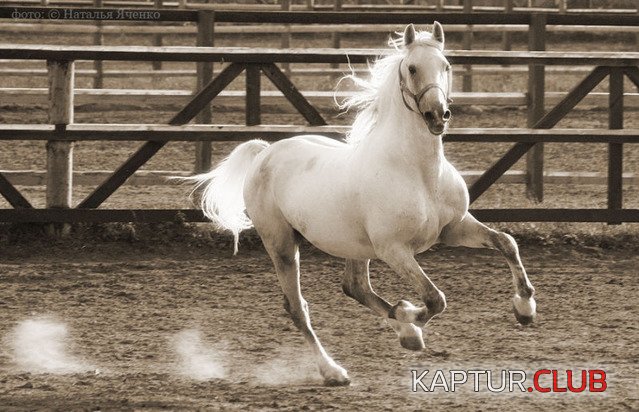 3d1ea638dfd51861a1c29e1564c5ec25.jpg | Рено Каптур Клуб Россия | Форум KAPTUR.SU