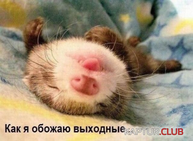 3d3d35ffd44122ffb4afebc12f1.jpg | Рено Каптур Клуб Россия | Форум KAPTUR.SU