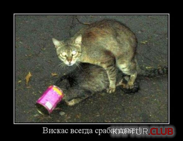 3eb963fda1fd57aef8ef95ec793_prev.jpg | Рено Каптур Клуб Россия | Форум KAPTUR.SU
