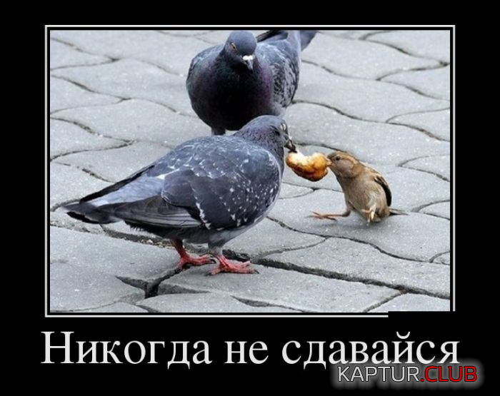 4.png | Рено Каптур Клуб Россия | Форум KAPTUR.SU