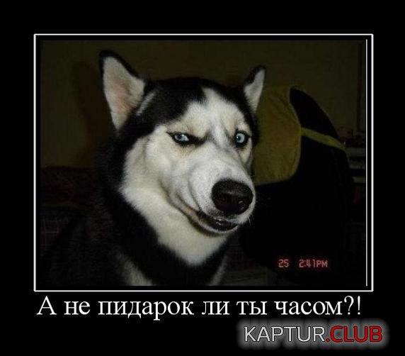 426c4d9d72619eacec27b74b41a.jpg | Рено Каптур Клуб Россия | Форум KAPTUR.SU