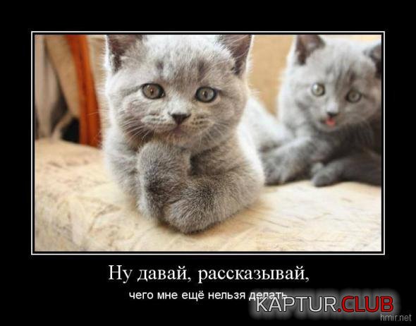 440dc3ec3c6ae6227427b78d13e_prev.jpg | Рено Каптур Клуб Россия | Форум KAPTUR.SU