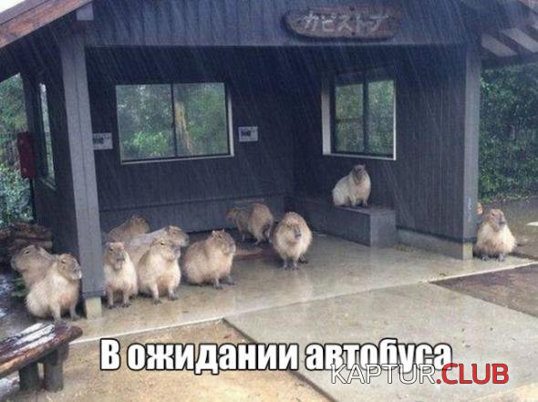 448f6e57d51fa47ff206f67effc_prev.jpg | Рено Каптур Клуб Россия | Форум KAPTUR.SU