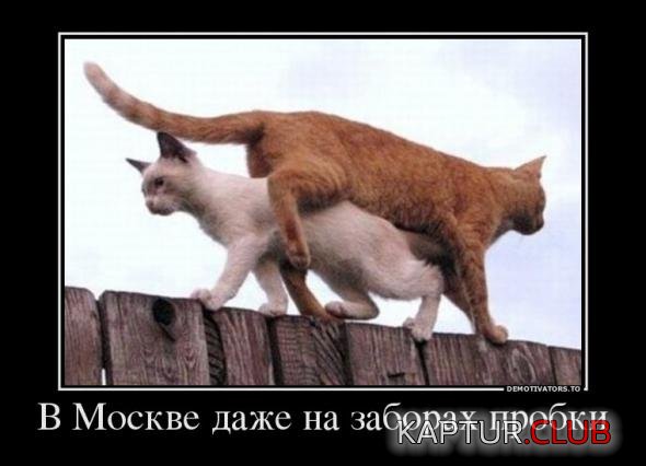 44a35bbf5fe9af95346a1c83dac_prev.jpg | Рено Каптур Клуб Россия | Форум KAPTUR.SU