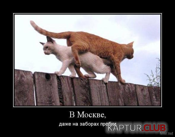 492abac558b28c113167fd21df3_prev.jpg | Рено Каптур Клуб Россия | Форум KAPTUR.SU