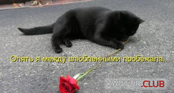 49ef6cef1223568c022e75f4b05_prev.jpg | Рено Каптур Клуб Россия | Форум KAPTUR.SU