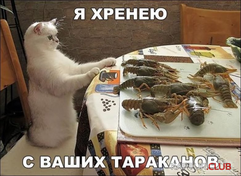 4b94fa74c0290388c5a5bc1ef92.jpg | Рено Каптур Клуб Россия | Форум KAPTUR.SU