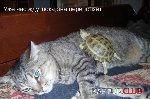 4c48a5bdd577d4a583af270e2ed_prev.jpg | Рено Каптур Клуб Россия | Форум KAPTUR.SU