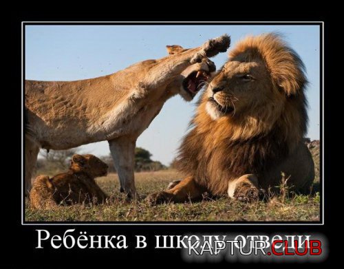 4cb8ee1b6a316ce8e0ae4d8678d.jpg | Рено Каптур Клуб Россия | Форум KAPTUR.SU