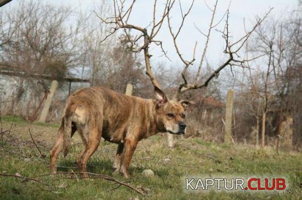 4cfb37ce6c77e657efe70b88e07_prev.jpg | Рено Каптур Клуб Россия | Форум KAPTUR.SU