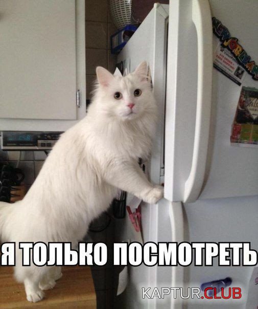 4df32938a596623499194605467.jpg | Рено Каптур Клуб Россия | Форум KAPTUR.SU