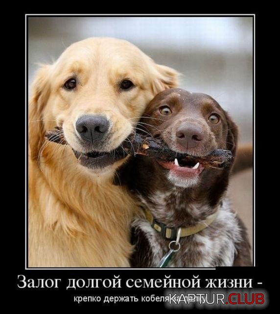 4e0a8608113b51770d1c0eaab86.jpg | Рено Каптур Клуб Россия | Форум KAPTUR.SU