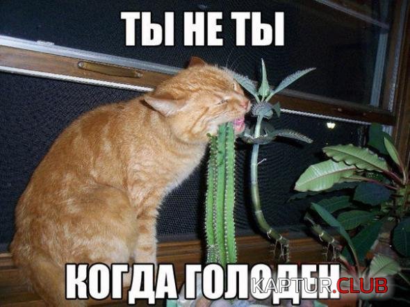 4eadbbf4aac28f1ac0198f188f2_prev.jpg | Рено Каптур Клуб Россия | Форум KAPTUR.SU