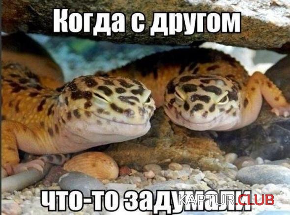 4f4156de9c3858371da3615f9cc_prev.jpg | Рено Каптур Клуб Россия | Форум KAPTUR.SU