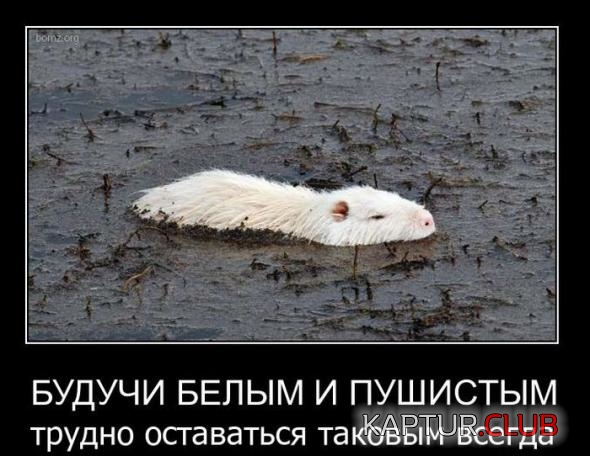 5.png | Рено Каптур Клуб Россия | Форум KAPTUR.SU