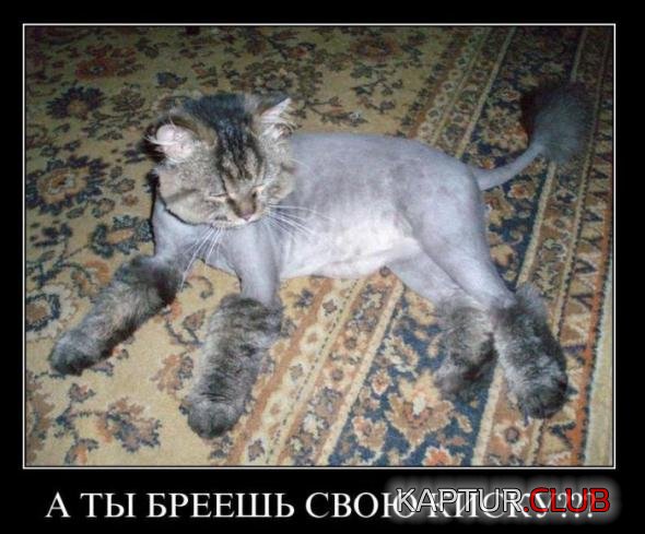 5166fa37ab725e624c144c3abd7_prev.jpg | Рено Каптур Клуб Россия | Форум KAPTUR.SU