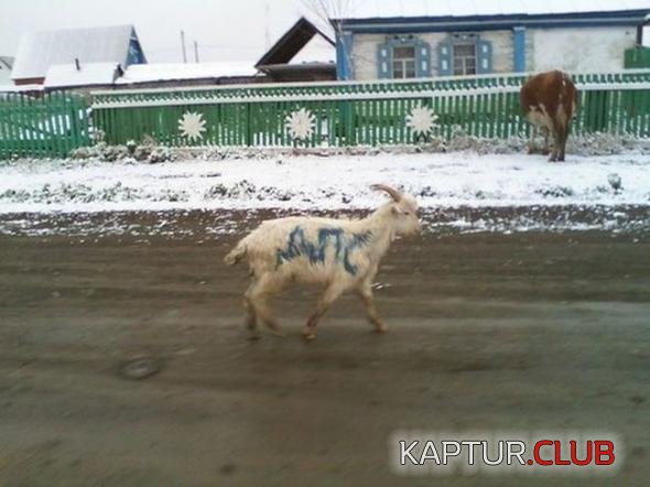 532c071d1b4cedf5fabe4411060_prev.jpg | Рено Каптур Клуб Россия | Форум KAPTUR.SU