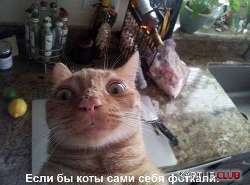 53eef25e8837c4bd285ae1c585e.jpg | Рено Каптур Клуб Россия | Форум KAPTUR.SU