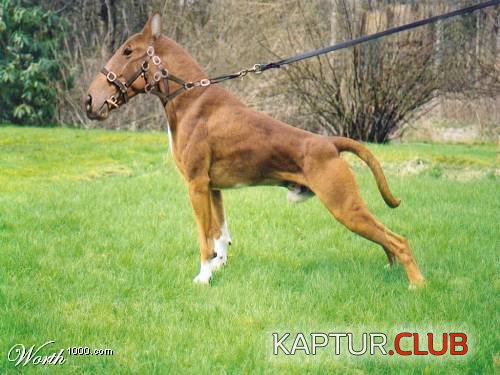 54677oTWs_w.jpg | Рено Каптур Клуб Россия | Форум KAPTUR.SU