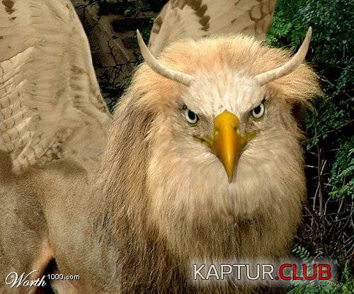 54733TACY_w.jpg | Рено Каптур Клуб Россия | Форум KAPTUR.SU