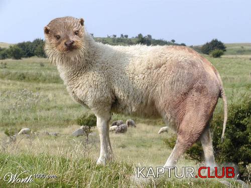 54759AFie_w.jpg | Рено Каптур Клуб Россия | Форум KAPTUR.SU