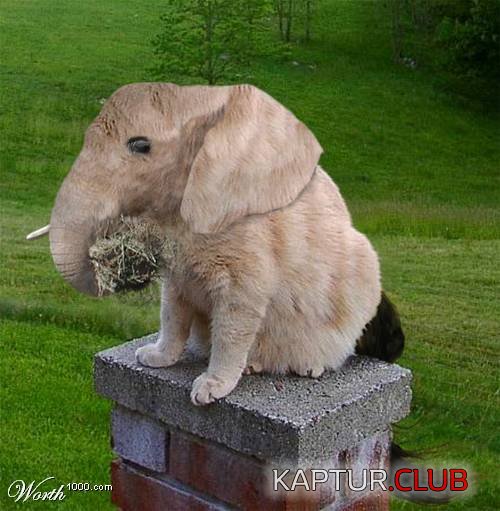 54767BgIF_w.jpg | Рено Каптур Клуб Россия | Форум KAPTUR.SU