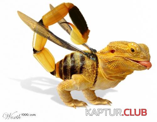 54789puXT_w.jpg | Рено Каптур Клуб Россия | Форум KAPTUR.SU