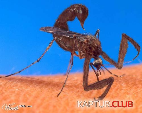 54795KPSo_w.jpg | Рено Каптур Клуб Россия | Форум KAPTUR.SU