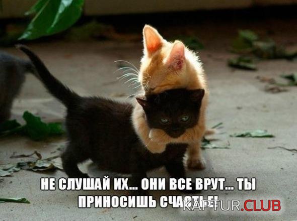 54d894a047a5aebf26ec8d0e0a7_prev.jpg | Рено Каптур Клуб Россия | Форум KAPTUR.SU