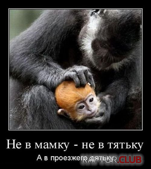 568e08654660aa4e474d53f9d66.jpg | Рено Каптур Клуб Россия | Форум KAPTUR.SU