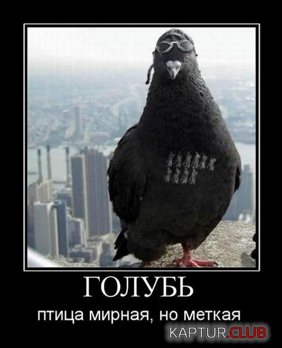 56eb4b1ea01fc518559b835d587_prev.jpg | Рено Каптур Клуб Россия | Форум KAPTUR.SU
