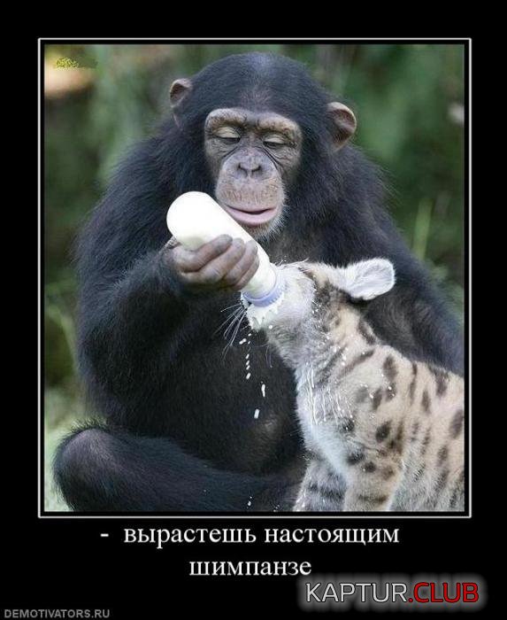 58208ff0c6c141bb4278ce7b549_prev.jpg | Рено Каптур Клуб Россия | Форум KAPTUR.SU