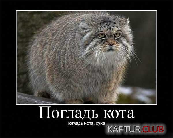 59a25876925e338bd595373e1f092943_full.jpg | Рено Каптур Клуб Россия | Форум KAPTUR.SU