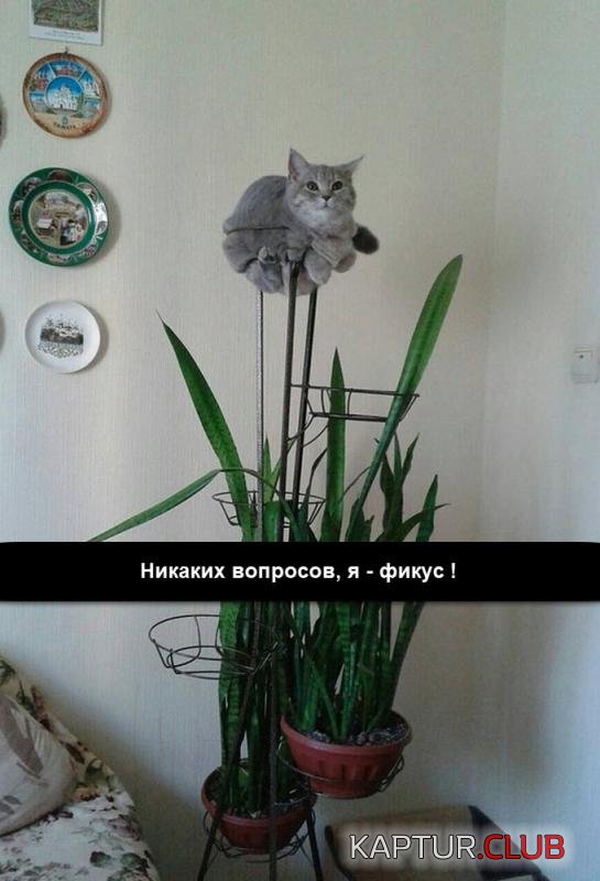 5cf42b2cc575442ce58e8d3ecf1_prev.jpg | Рено Каптур Клуб Россия | Форум KAPTUR.SU