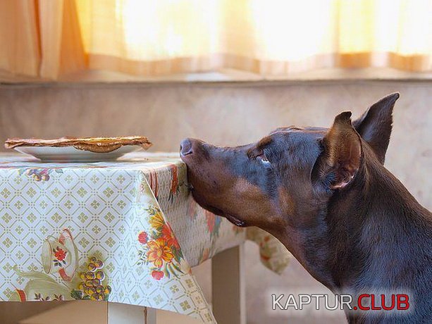 5e3468cdaab19c3d2d3c9e4ff0f.jpg | Рено Каптур Клуб Россия | Форум KAPTUR.SU