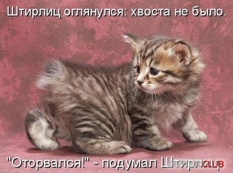 5e7e419d44ffb32aa327e9691e7_prev.jpg | Рено Каптур Клуб Россия | Форум KAPTUR.SU