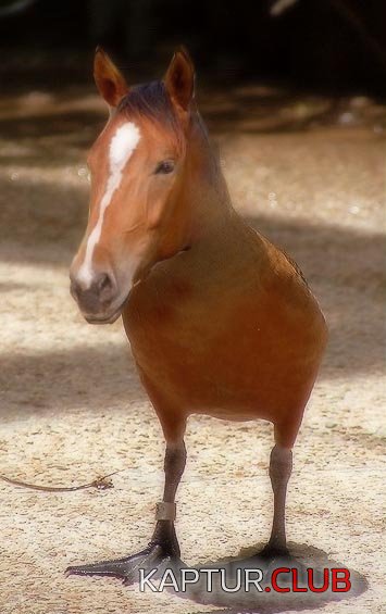 61701-konik.jpg | Рено Каптур Клуб Россия | Форум KAPTUR.SU