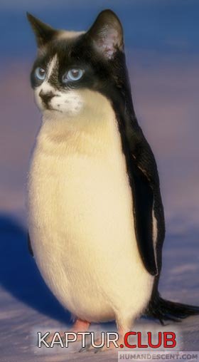 61735-pengviocat.jpg | Рено Каптур Клуб Россия | Форум KAPTUR.SU