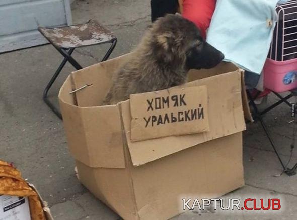 638672f0767e8a9a679d1f125de_prev.jpg | Рено Каптур Клуб Россия | Форум KAPTUR.SU