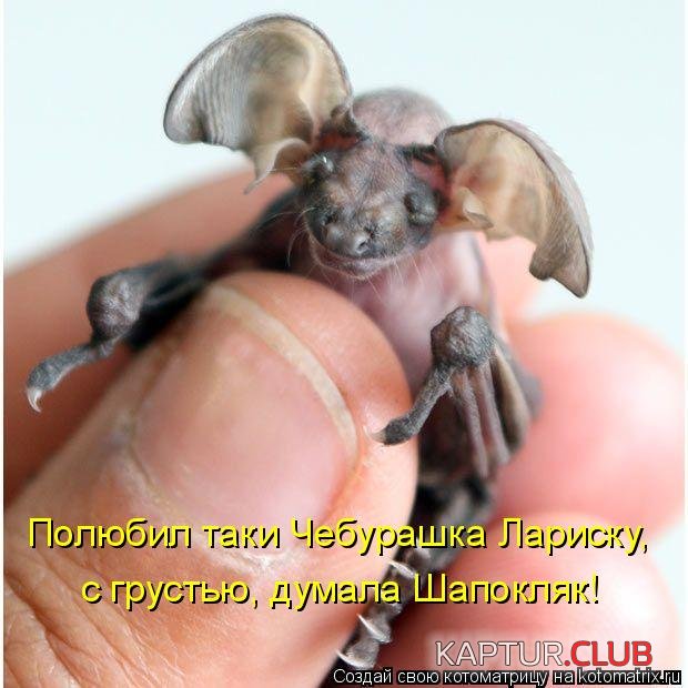643930.jpg | Рено Каптур Клуб Россия | Форум KAPTUR.SU